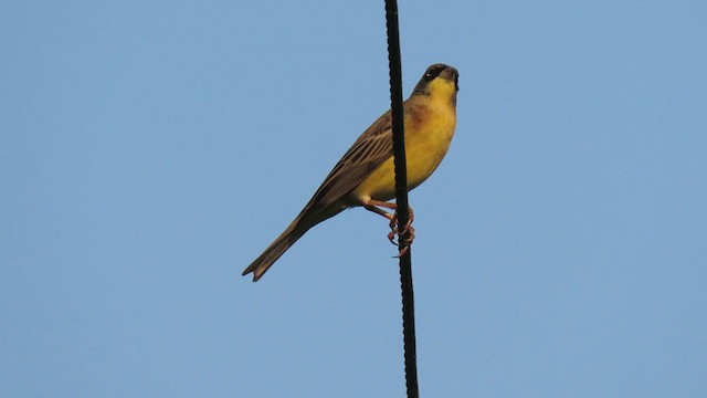 Black-headed Bunting - ML295981231