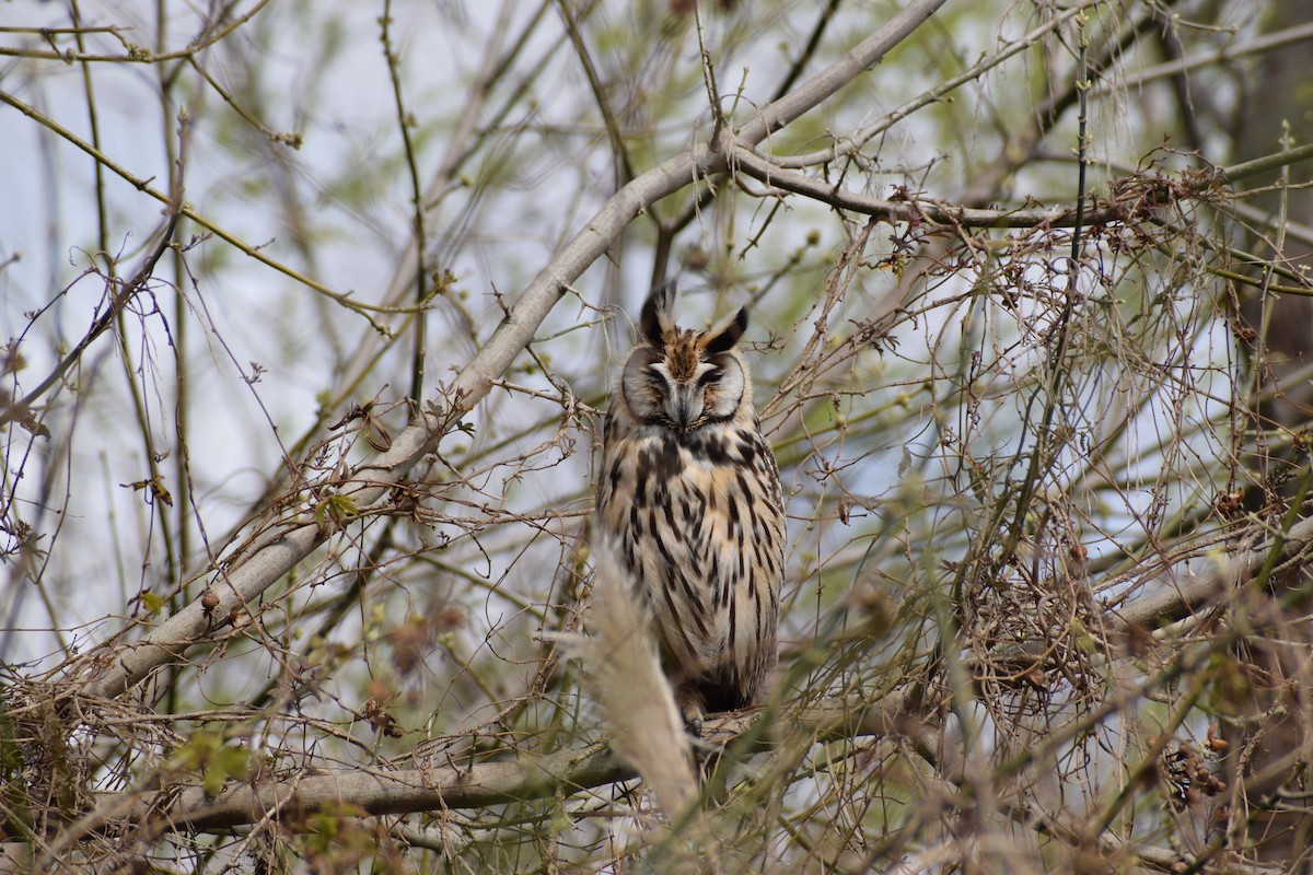 Hibou strié - ML295982461