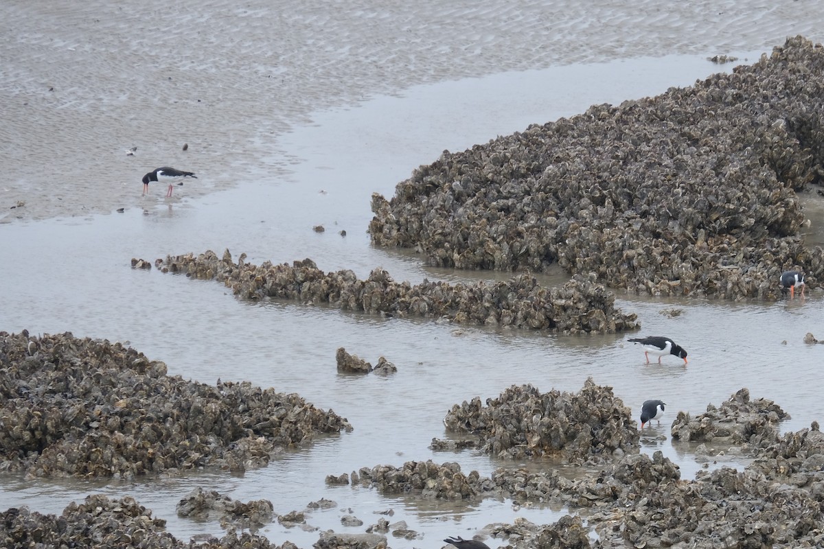 Eurasian Oystercatcher - ML295982841