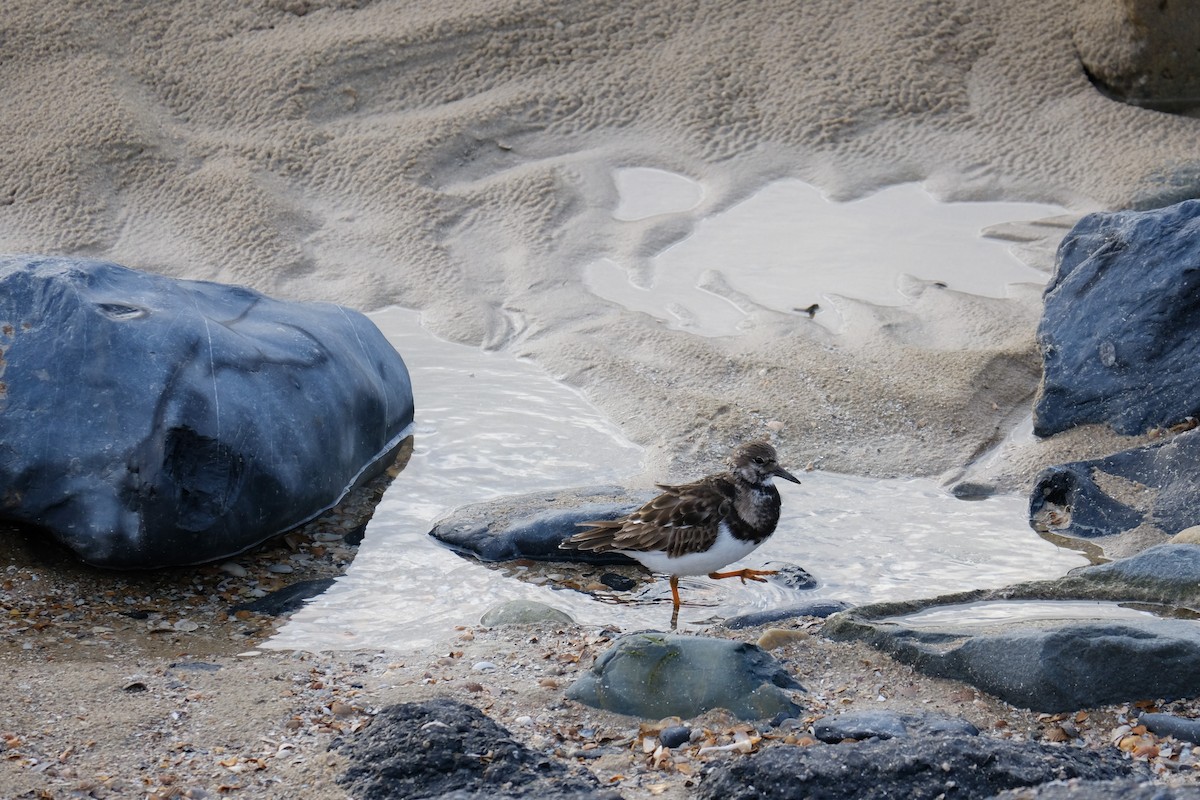 Ruddy Turnstone - ML295983591