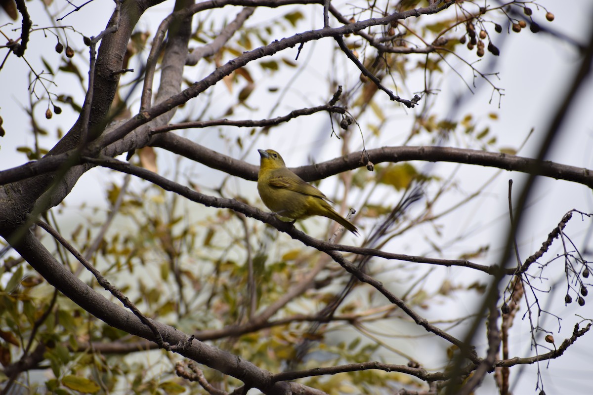 Hepatic Tanager - ML295983981