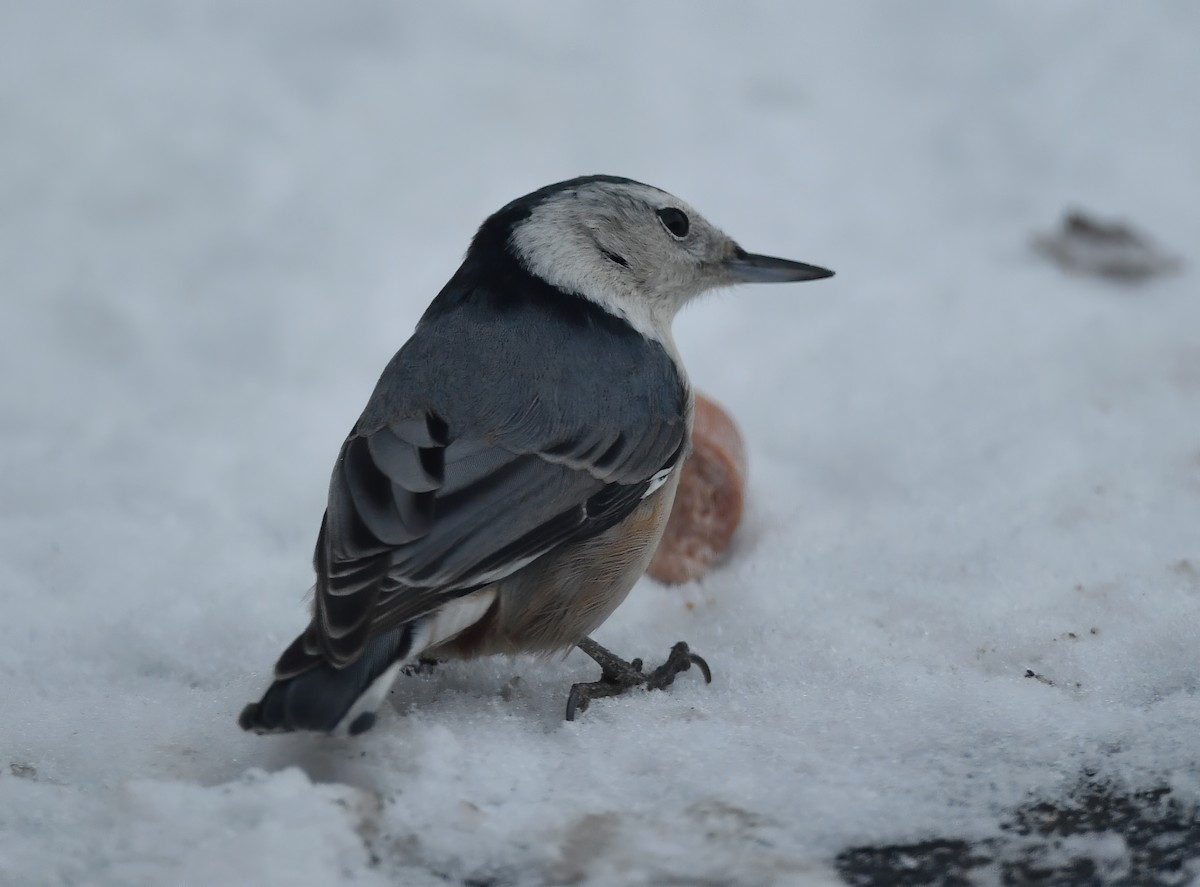 White-breasted Nuthatch - ML295984171