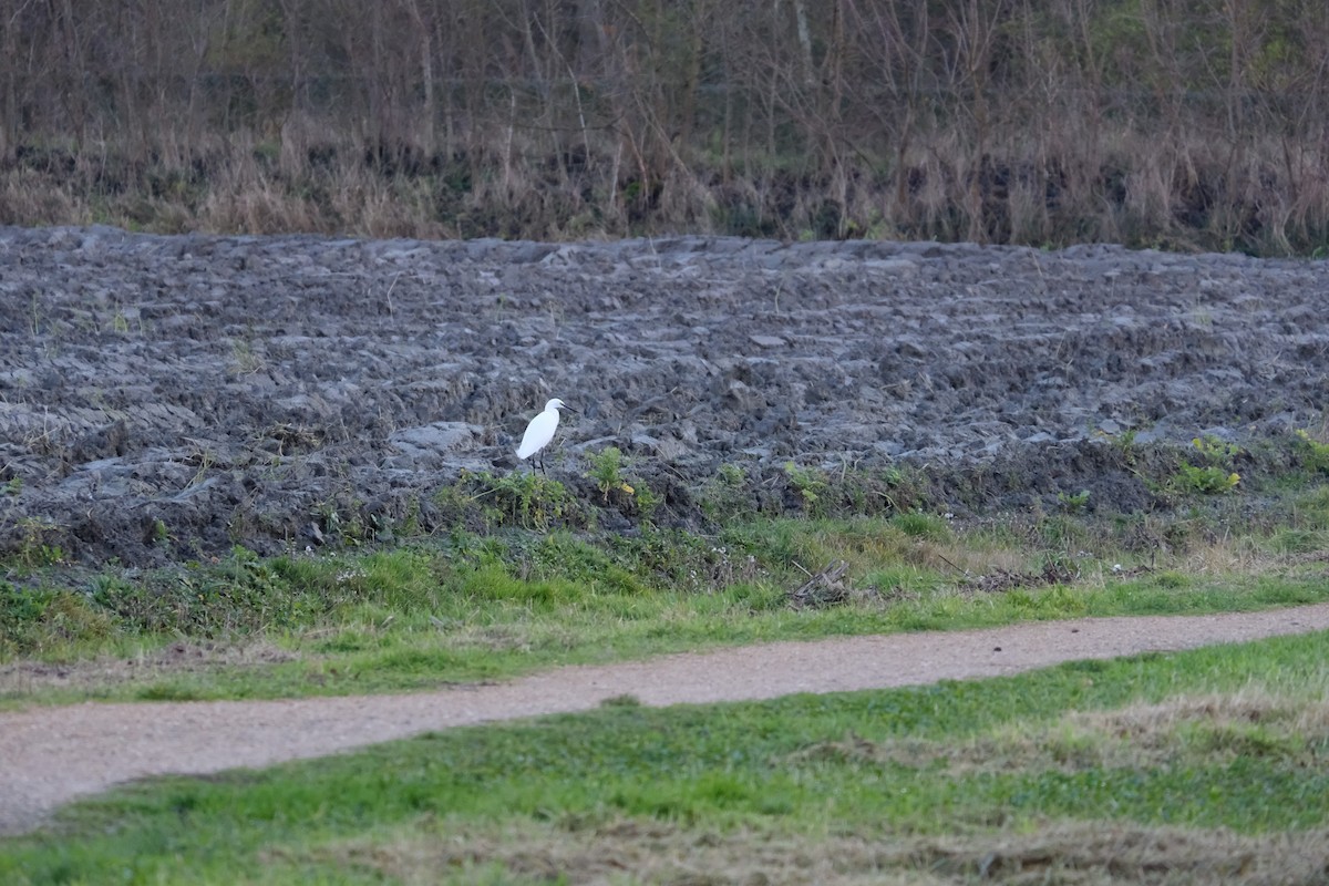 Little Egret - ML295985421