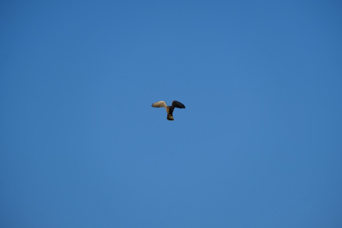 Eurasian Kestrel - ML295986021