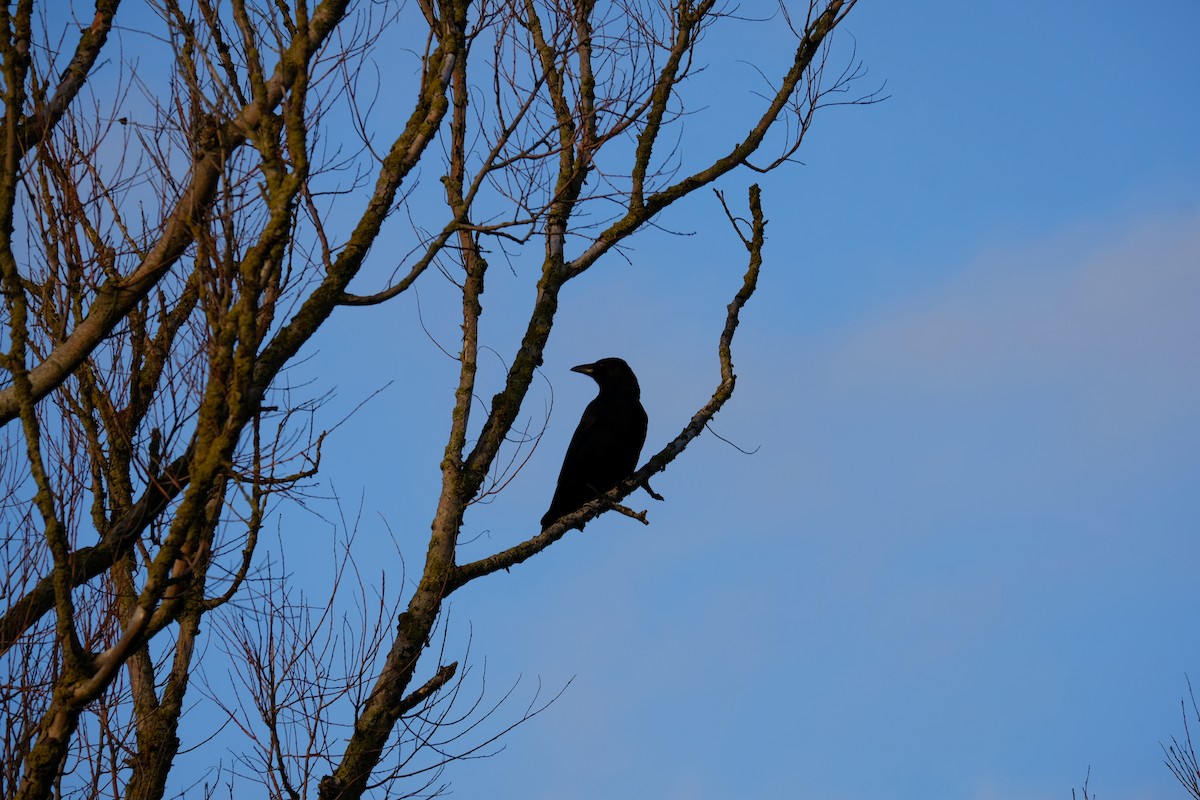 Carrion Crow - ML295986751