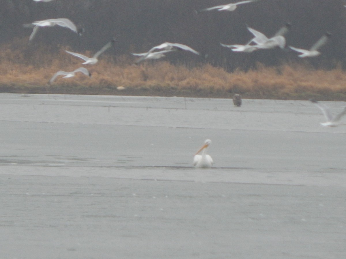 American White Pelican - ML295987961