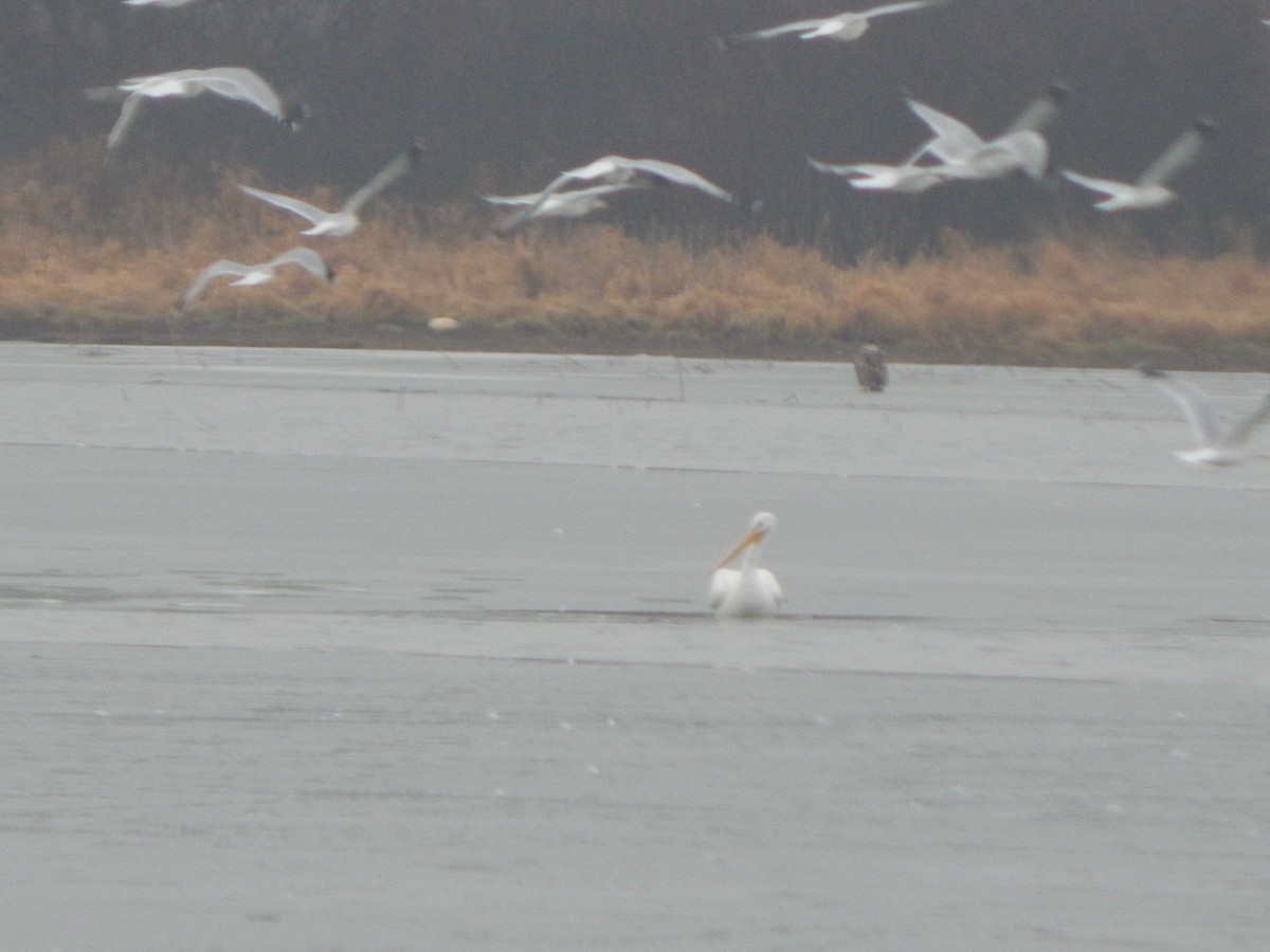 American White Pelican - ML295987961