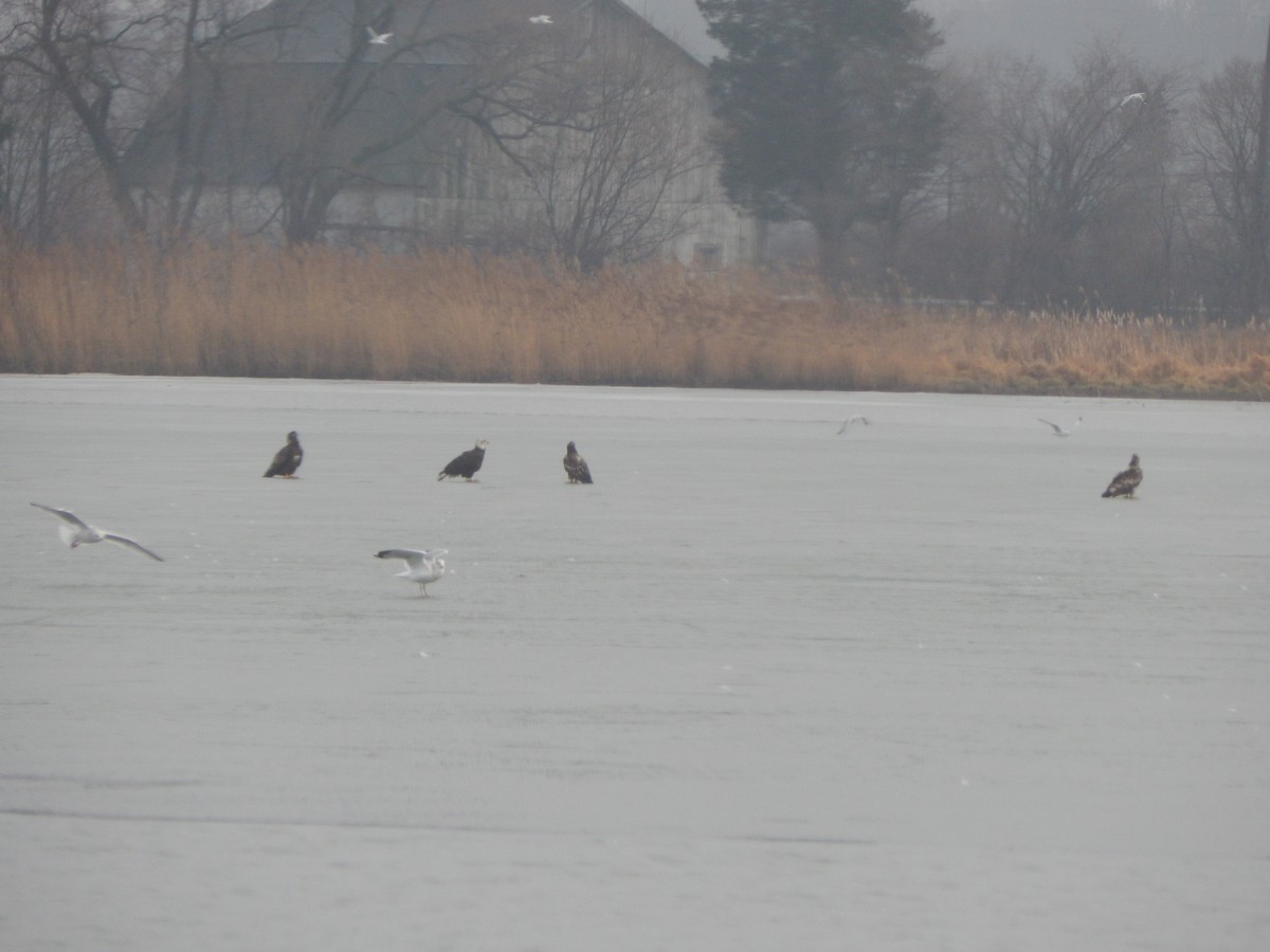 Bald Eagle - ML295988041