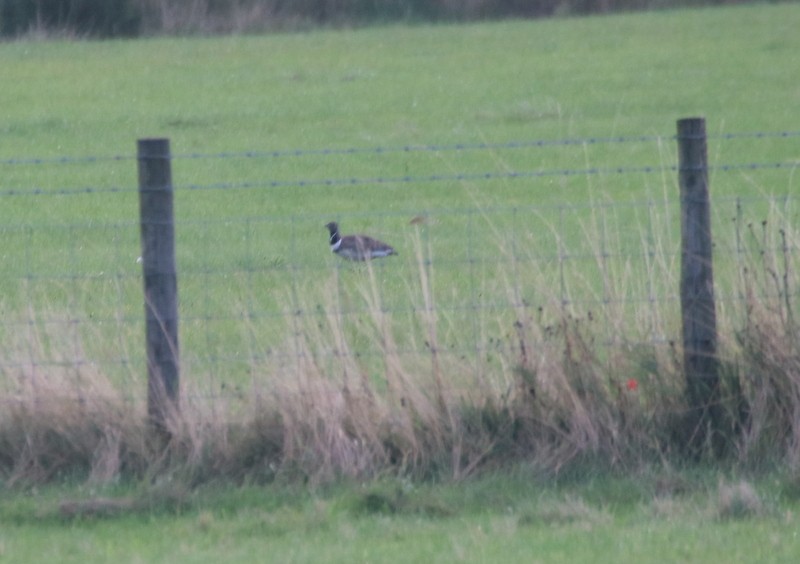 Little Bustard - ML295988521