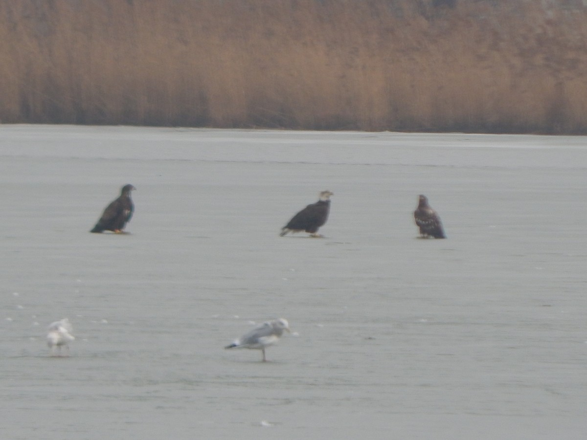 Herring Gull (American) - ML295988751