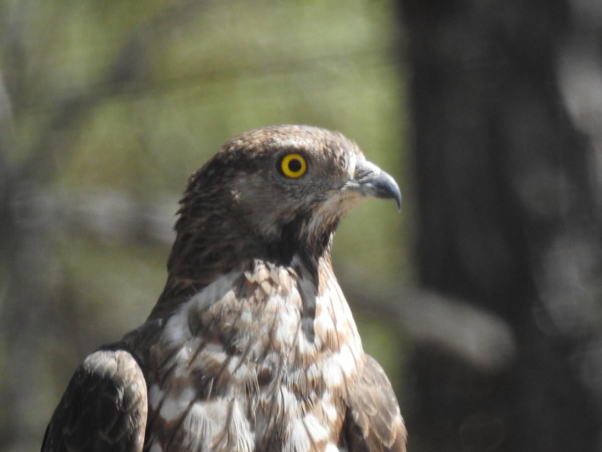 European Honey-buzzard - ML295989671