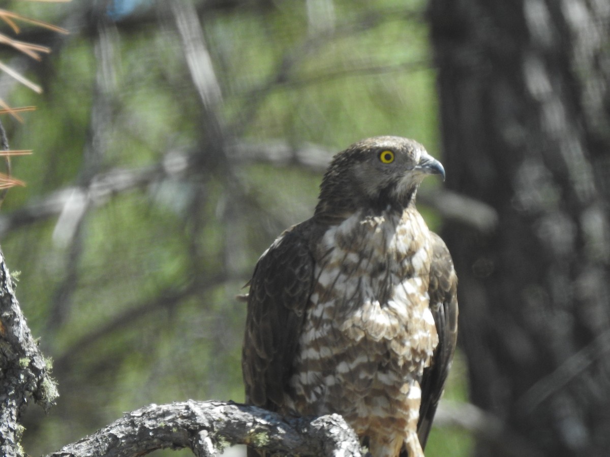 European Honey-buzzard - ML295989701