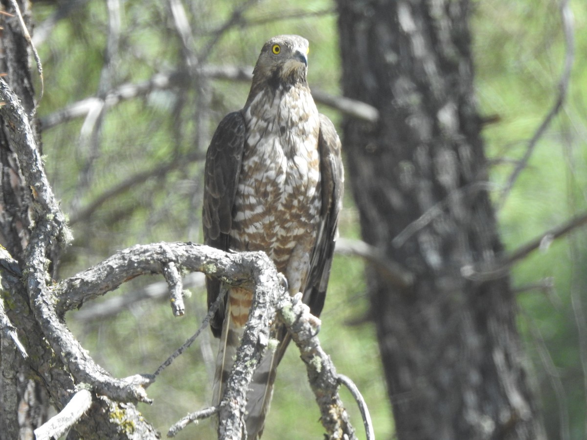 European Honey-buzzard - ML295989711