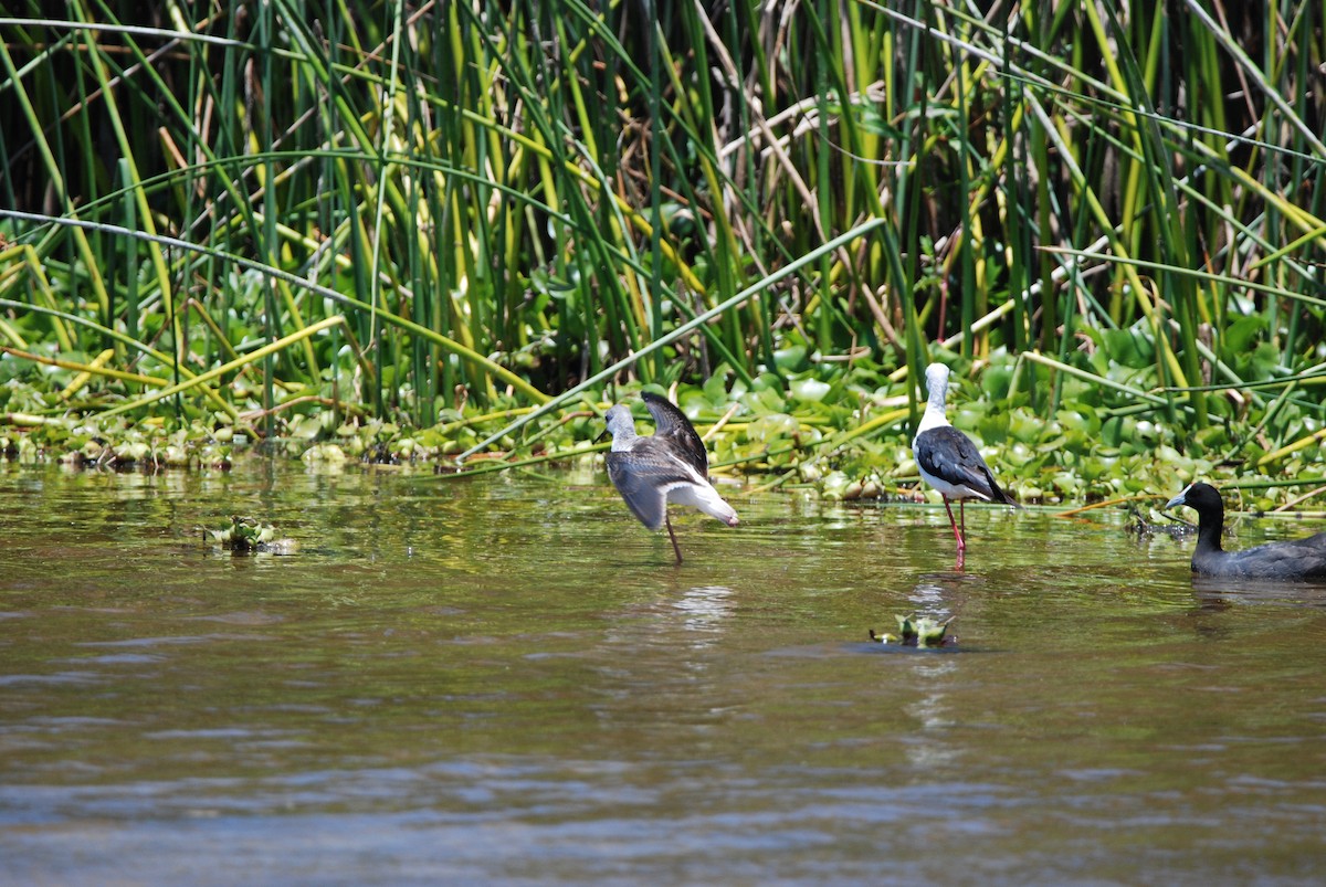 Black-winged Stilt - ML295993791