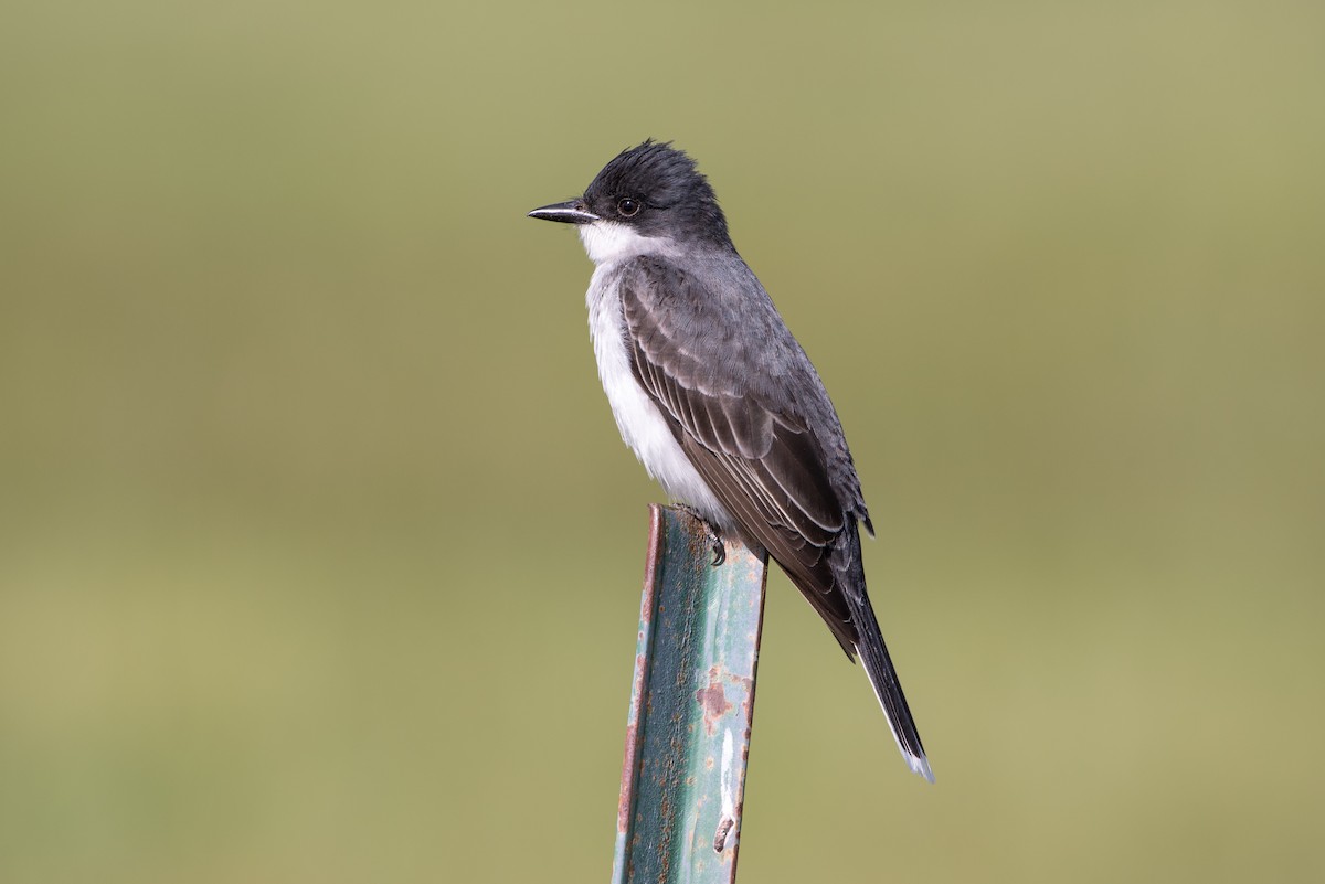 Eastern Kingbird - ML29599381