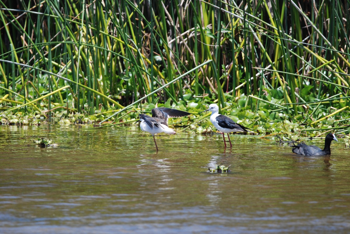 Black-winged Stilt - ML295994341