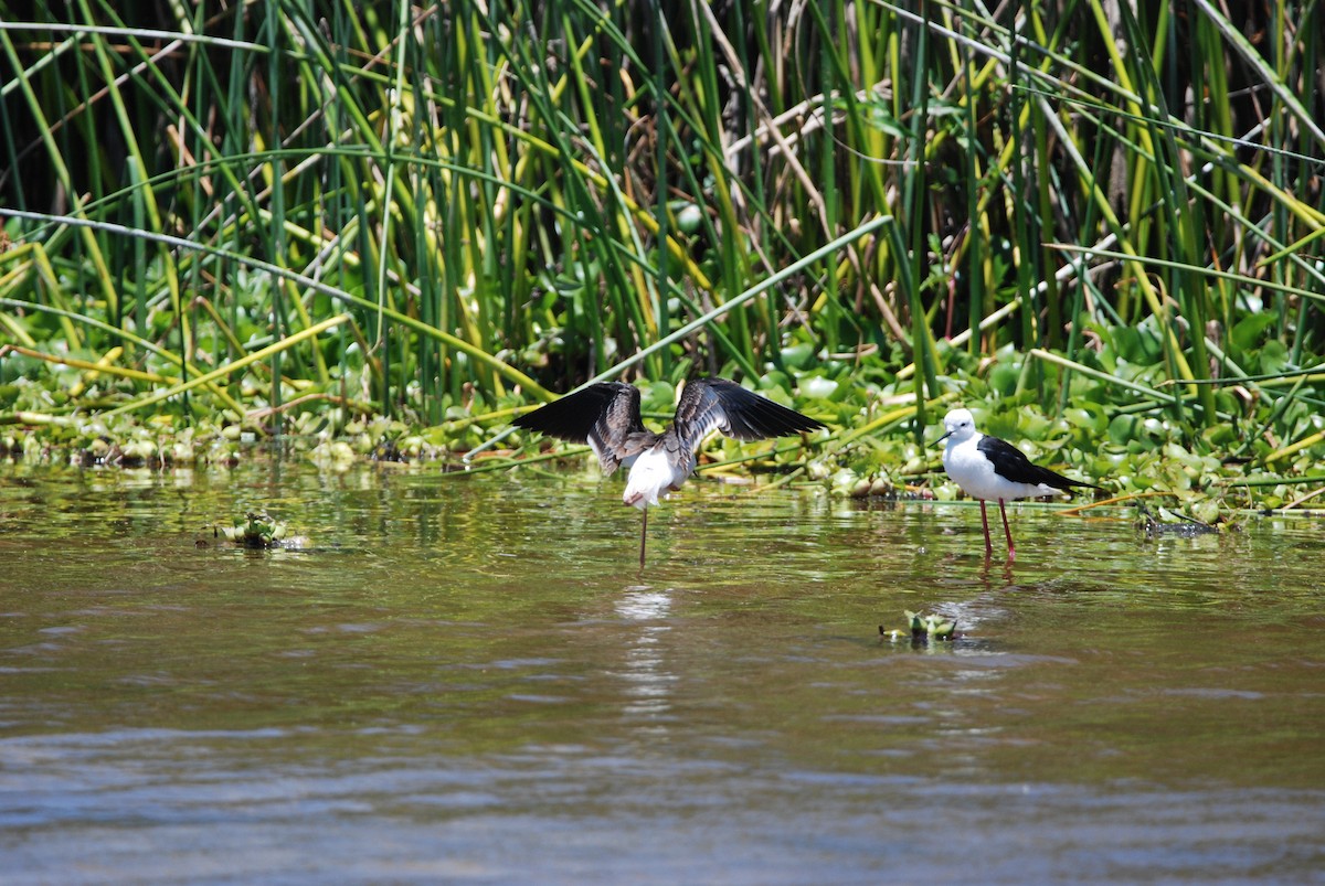 Black-winged Stilt - ML295994351