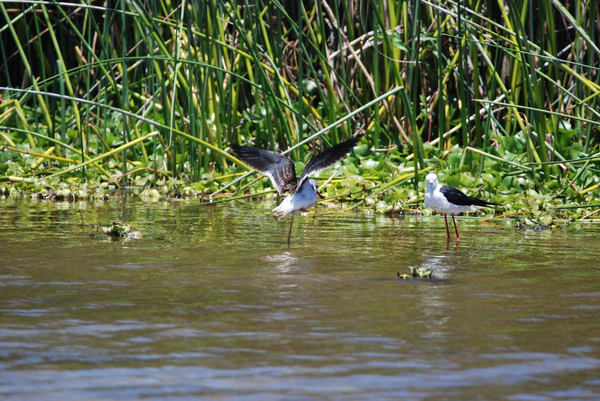 Black-winged Stilt - ML295994581