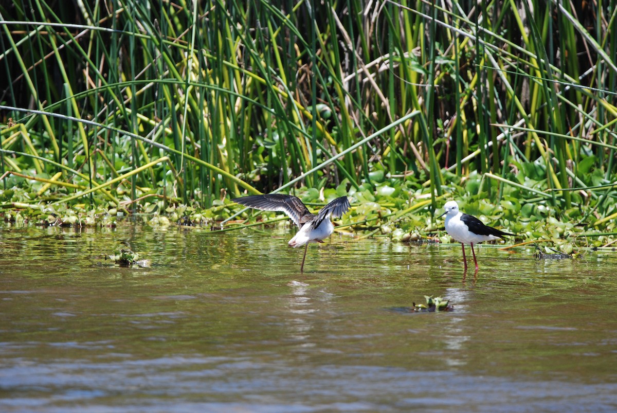 Black-winged Stilt - ML295994651