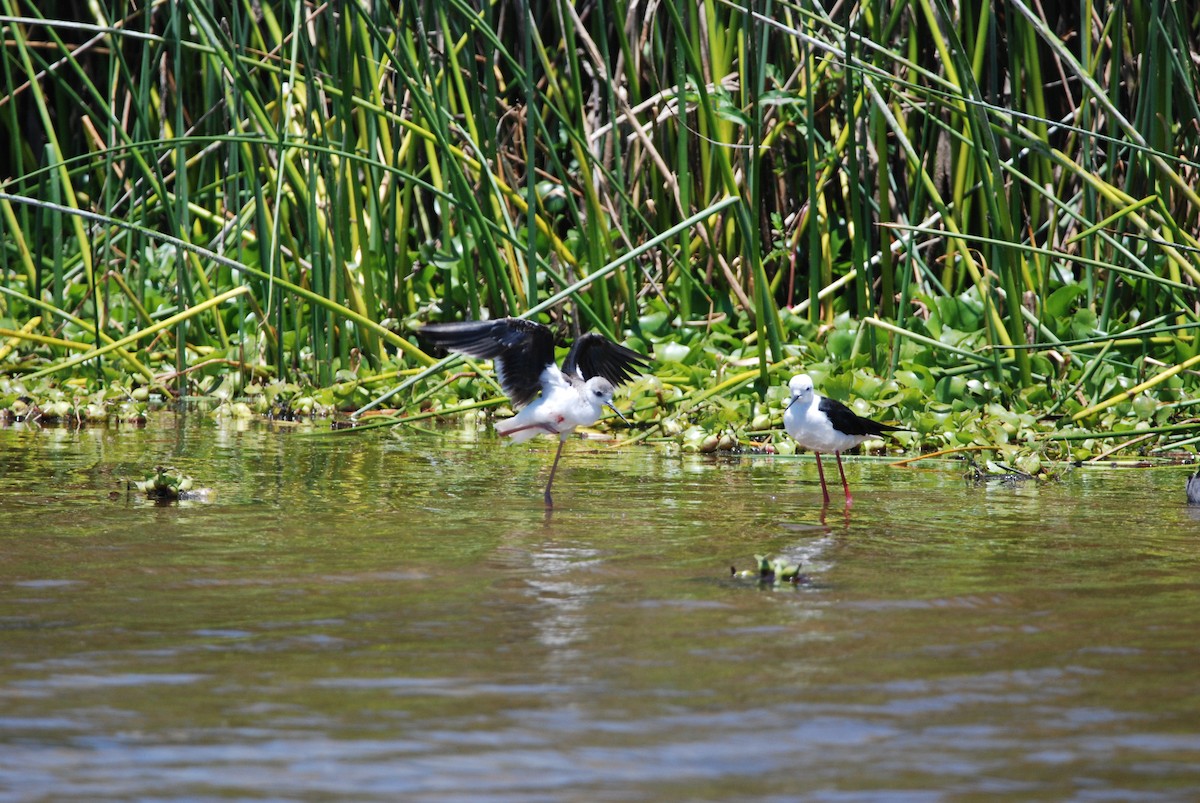 Black-winged Stilt - ML295994691