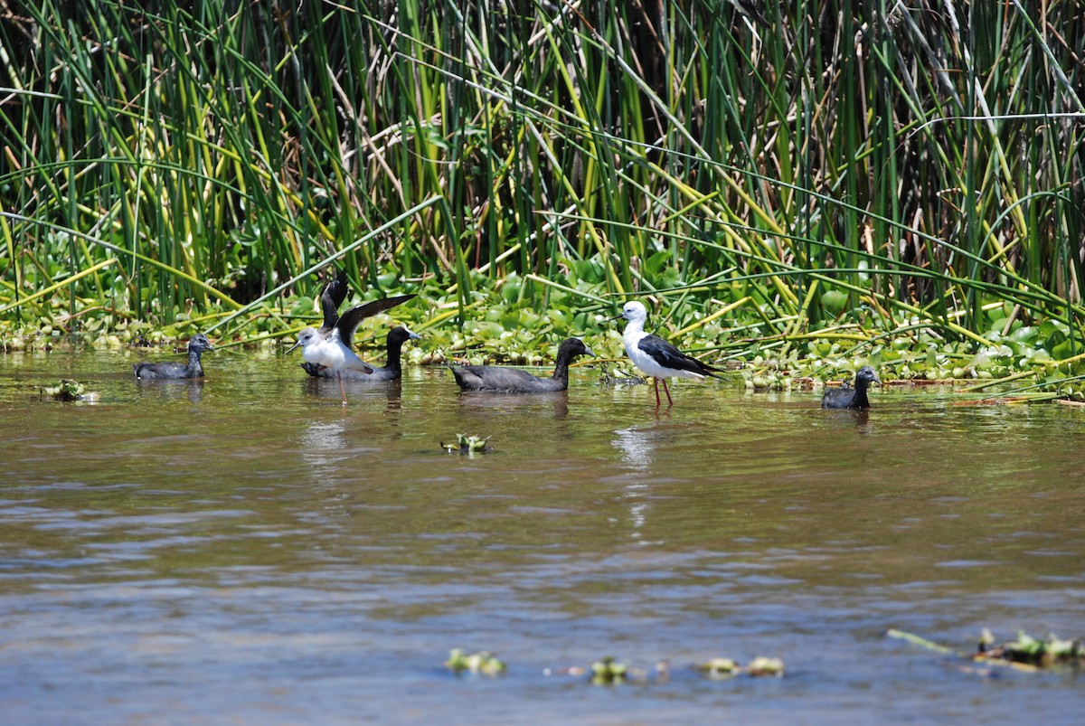 Black-winged Stilt - ML295994781