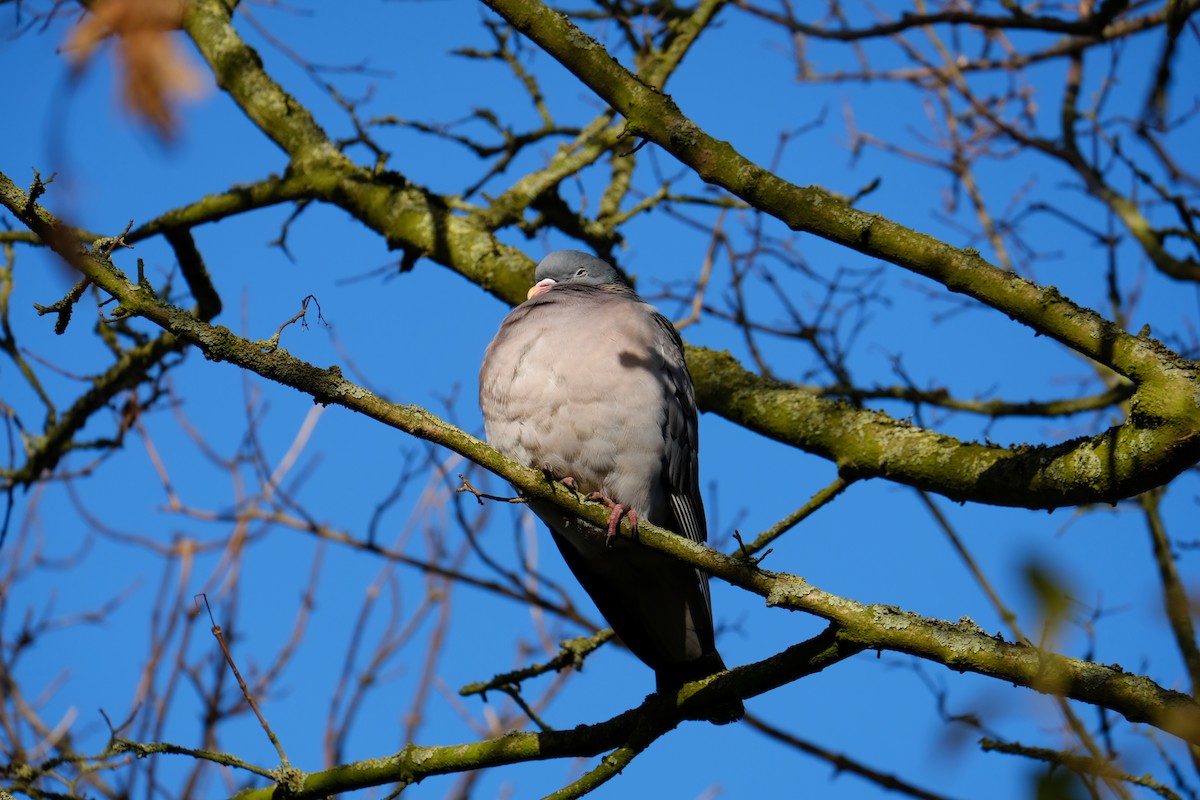 Common Wood-Pigeon - ML295995641