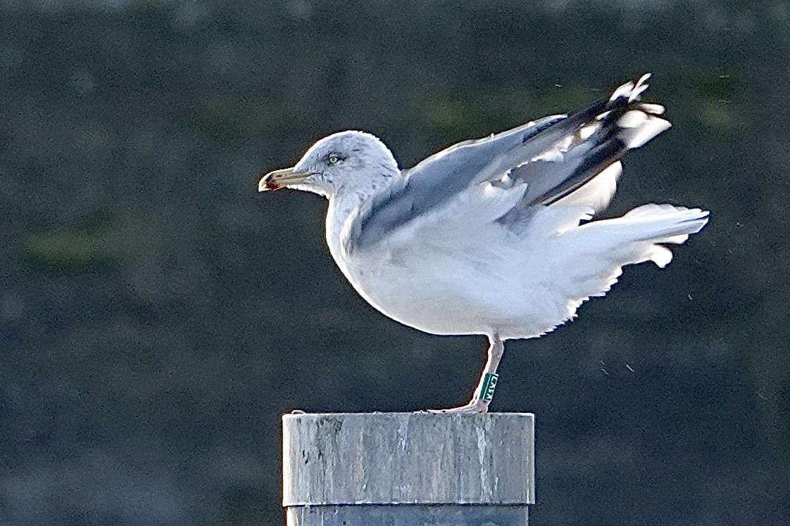 Herring Gull (European) - ML295995741