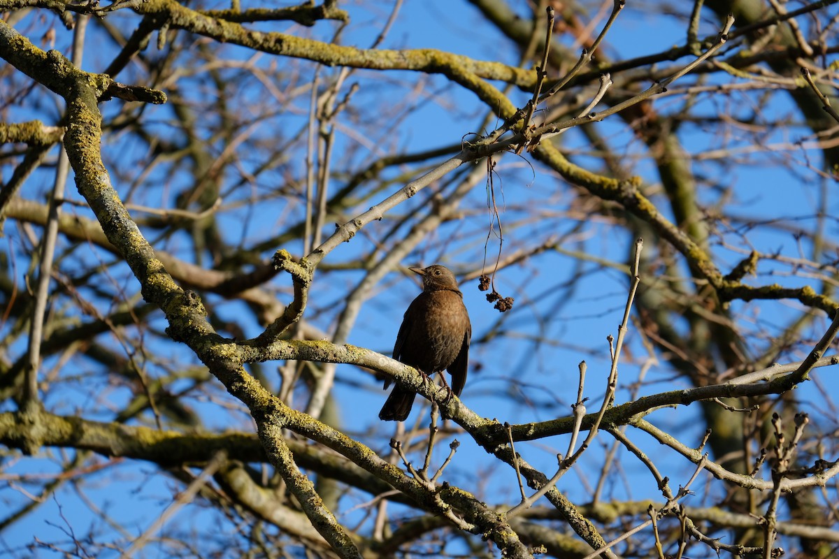 Eurasian Blackbird - ML295996411