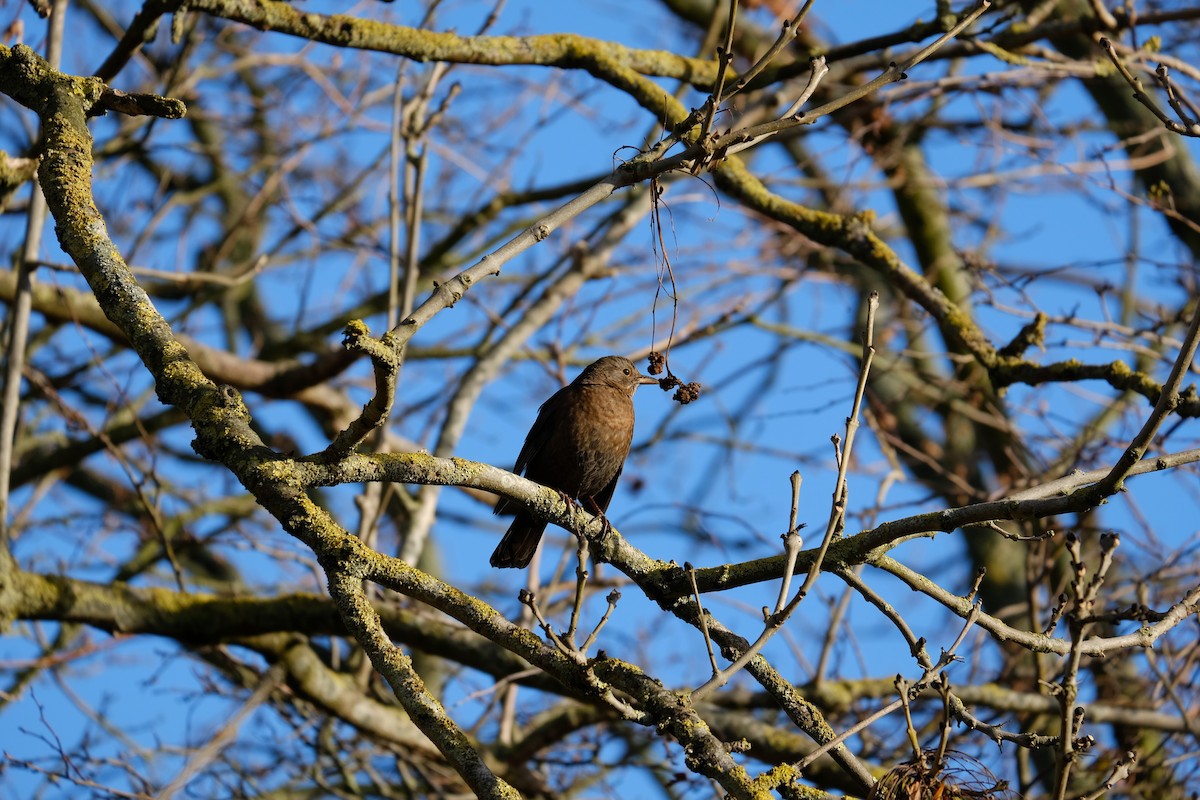 Eurasian Blackbird - ML295996421