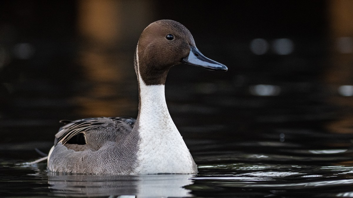 Northern Pintail - Mason Maron