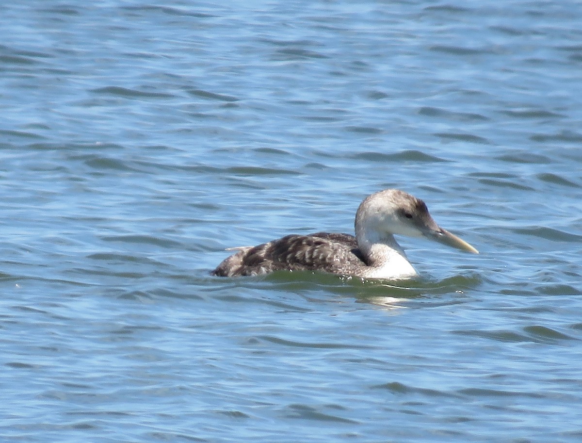 Yellow-billed Loon - Karen Carbiener