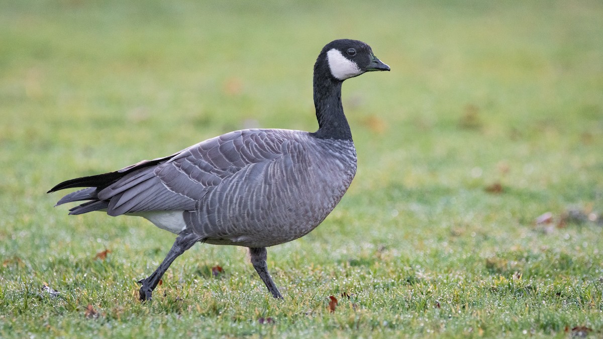 Cackling Goose - ML296002691