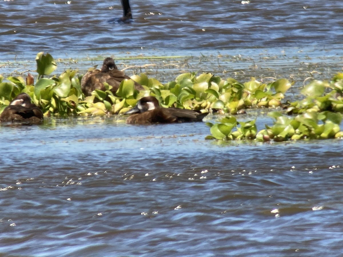 Southern Pochard - ML296004481