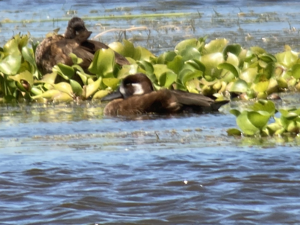 Southern Pochard - ML296004491