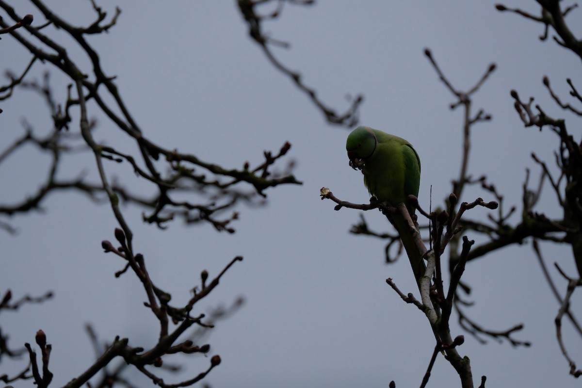 Rose-ringed Parakeet - ML296005141