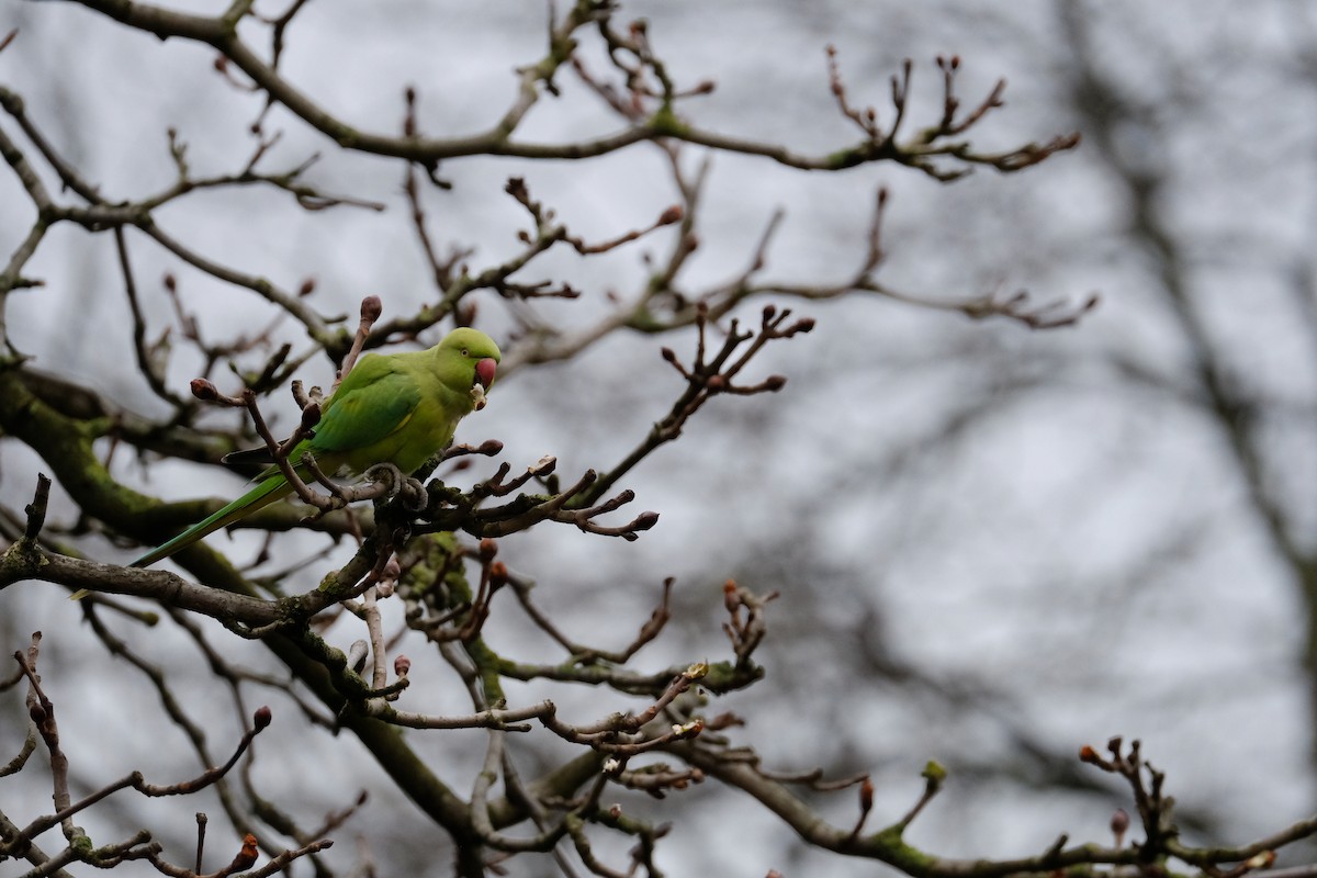 Rose-ringed Parakeet - ML296005151