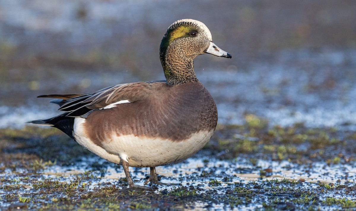 American Wigeon - ML296006431