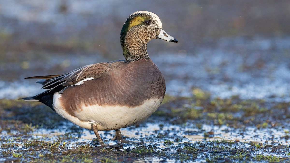 American Wigeon - ML296006441