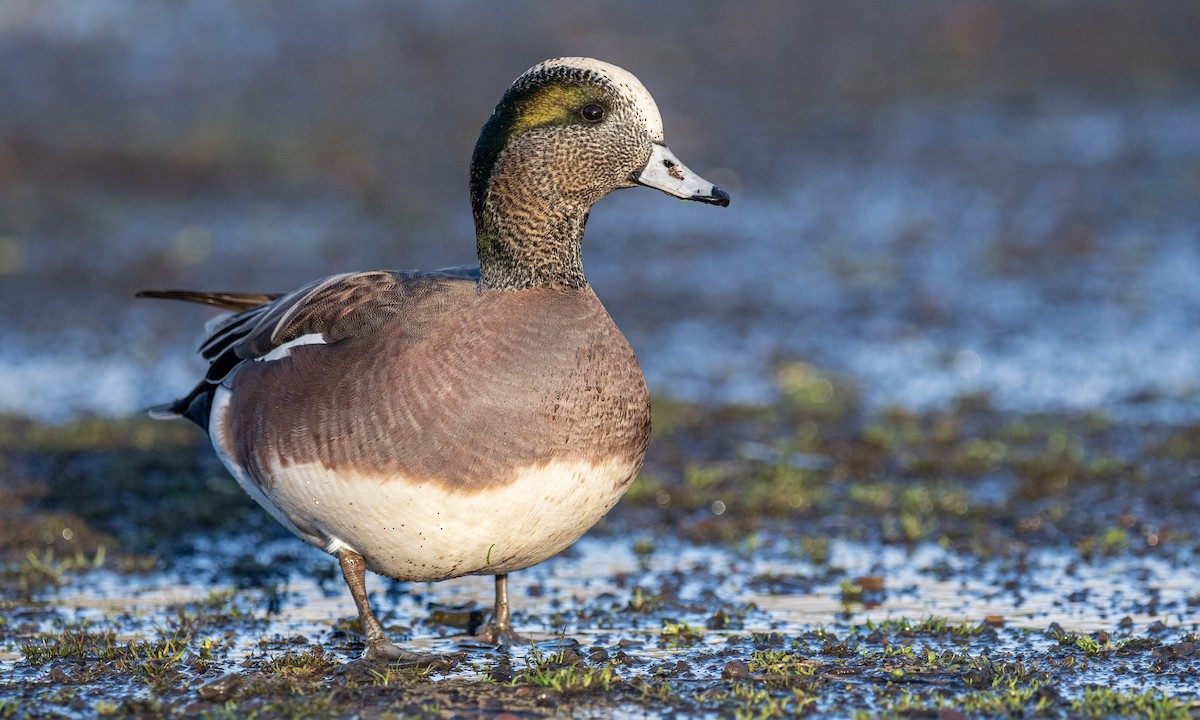 American Wigeon - ML296006451