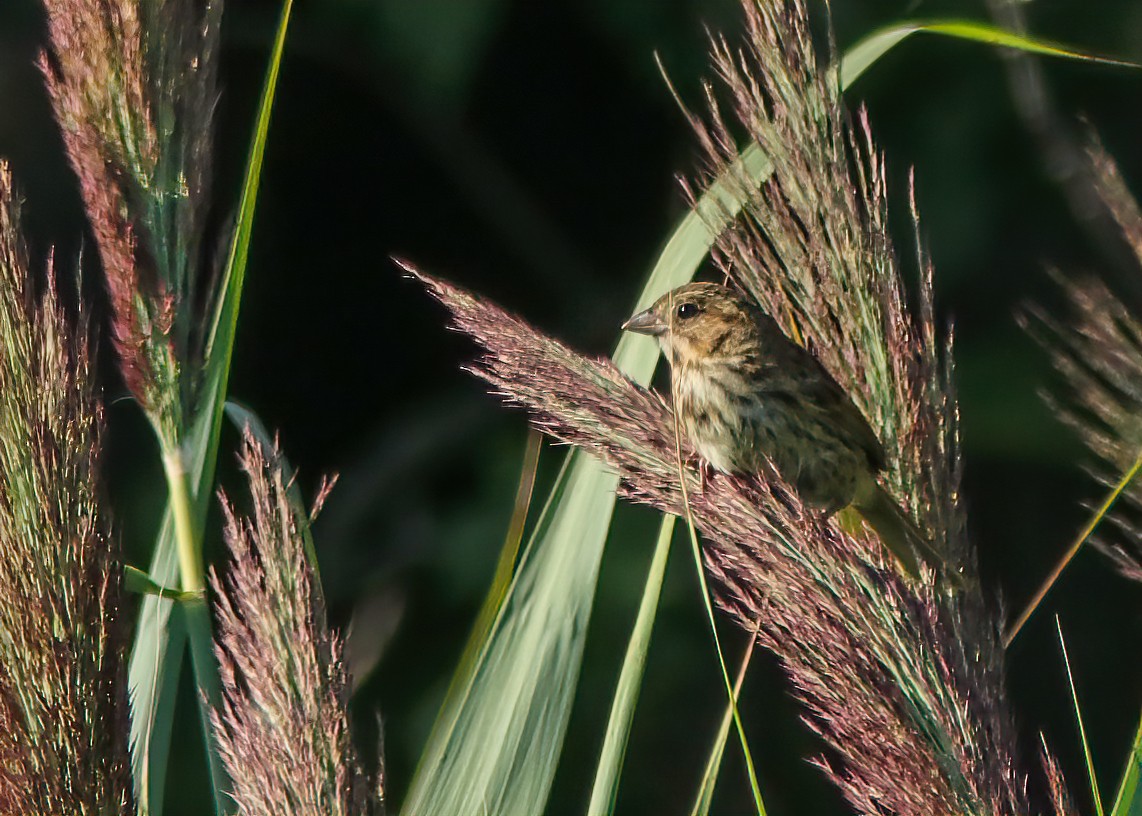 sangspurv - ML296009101