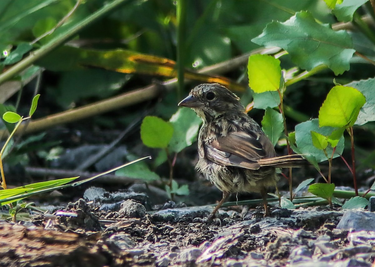 sangspurv - ML296009111