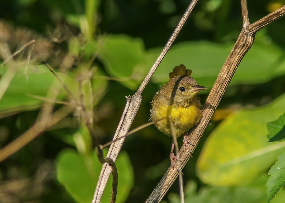 nordgulstrupe - ML296009271