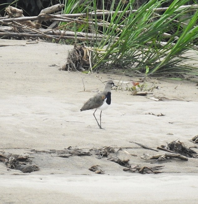 Southern Lapwing - fabian castillo