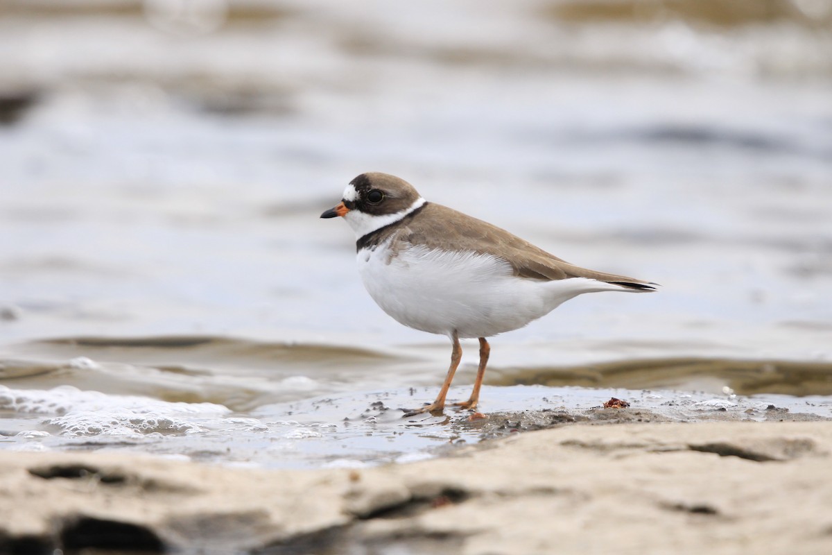 Semipalmated Plover - ML296010711