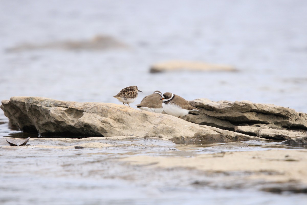 Semipalmated Plover - ML296010721