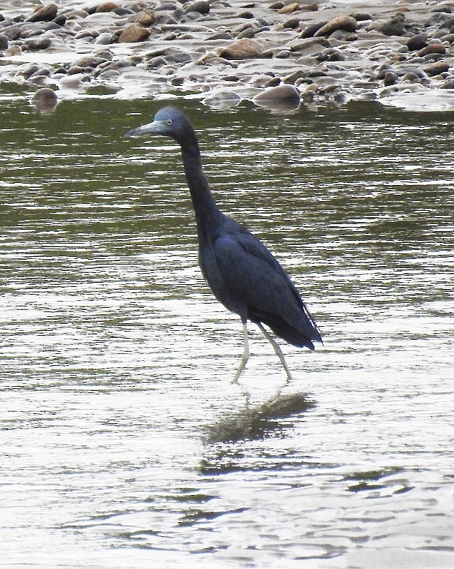 Little Blue Heron - fabian castillo