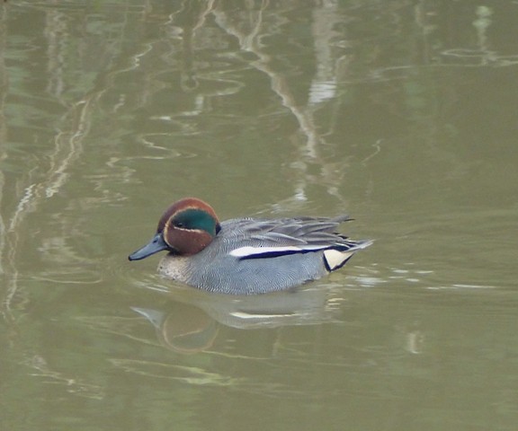 Green-winged Teal - ML296012471