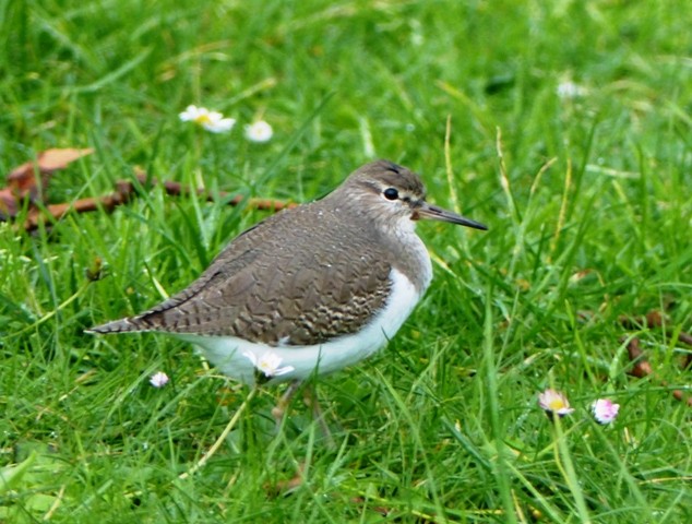 Common Sandpiper - ML296012691