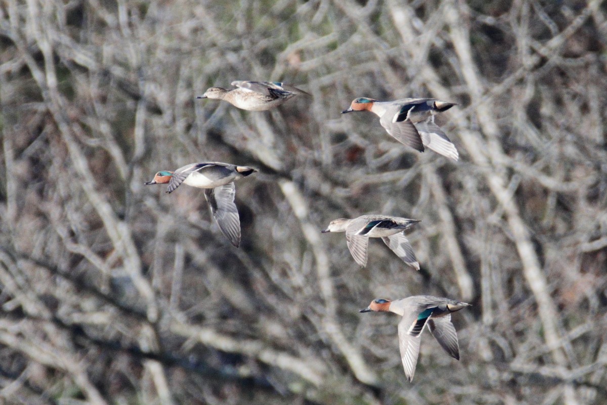 Green-winged Teal (American) - ML296012911