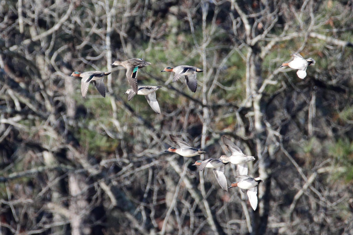 Green-winged Teal (American) - ML296012941